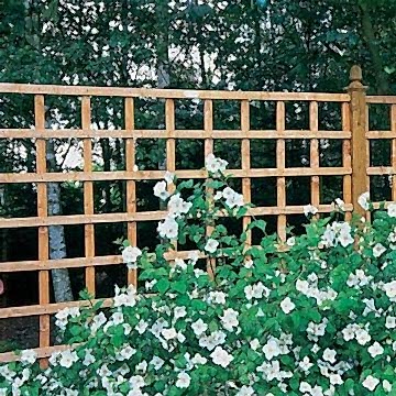 30 x 183cm Arley Trellis