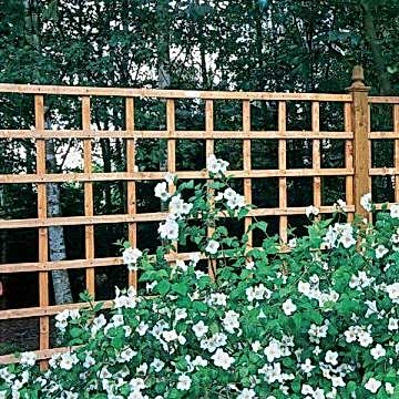 91 x 183cm Arley Trellis