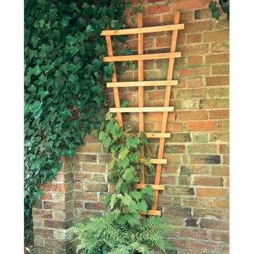 Forest Fan Trellis 