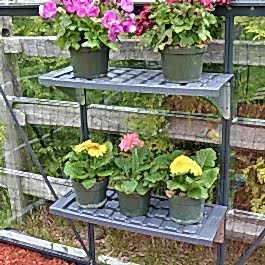 Palram Canopia Greenhouse Shelves x2