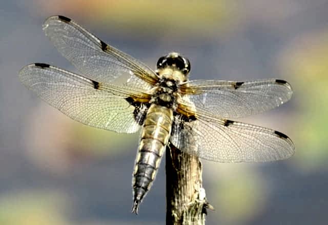 Pond Advice From Freshwater Habitats Trust