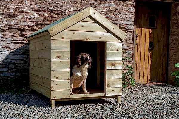 a dog in a kennel