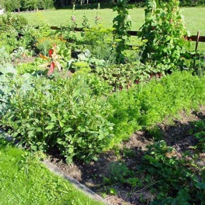 The history of allotments