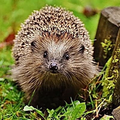 Wildlife watch: Winter wanderers