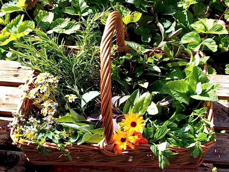 No Dig Gardening with Stephanie Hafferty