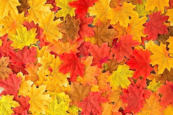 November in the garden