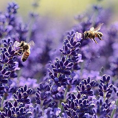 Saving Wildlife with Bumblebee Conservation Trust
