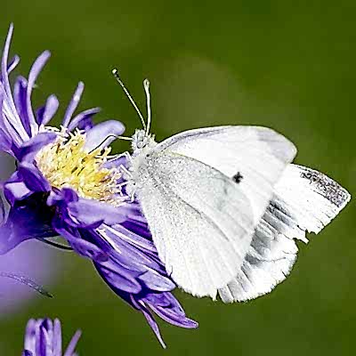 The ultimate guide to wildlife gardening
