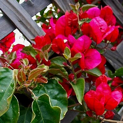 Climbing Plants for Your Trellis
