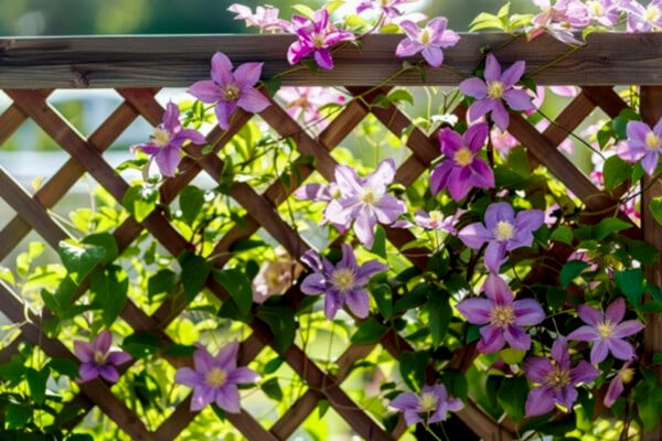 This photo of a plant fence showcases hanging plants on a fence and climbing plants for fences