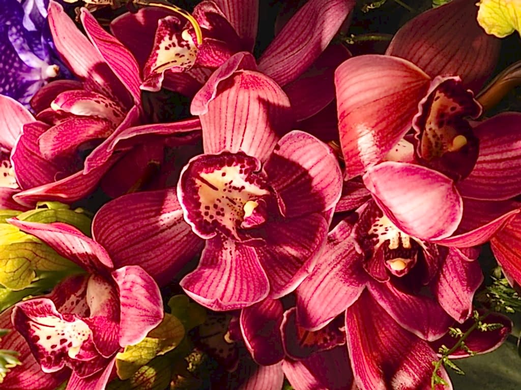 Growing Festive Cheer With The Joy of Plants