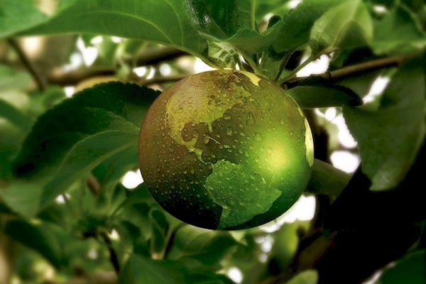 Eco-friendly gardening tips