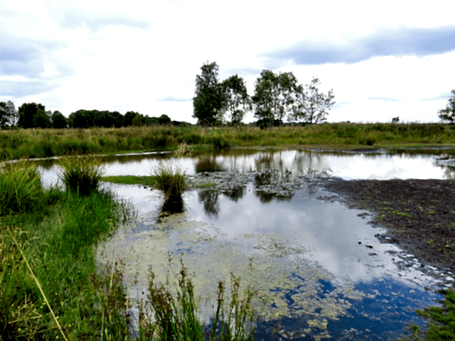 Flagship Ponds Project with Freshwater Habitats Trust
