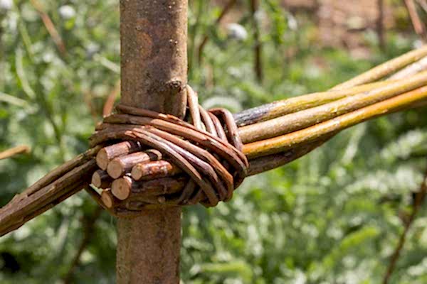 How to Weave a Willow fence 