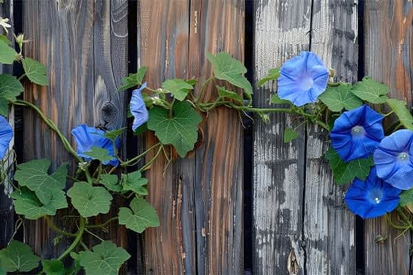 a photo of a vines fence, the plants on a fence are fast growing vines for fences