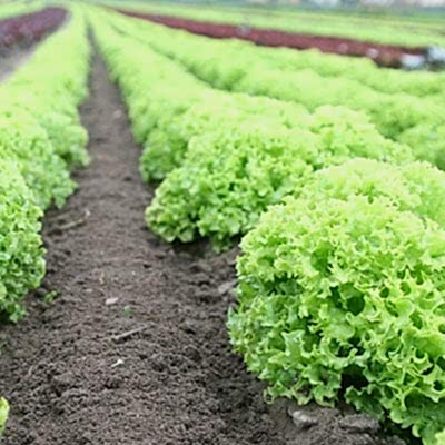 Never Feed Lettuce to A Rabbit (And Other Dangerous Plants in The Garden)