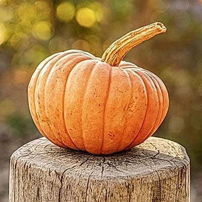 Getting Kids Gardening with The Pumpkin Patch