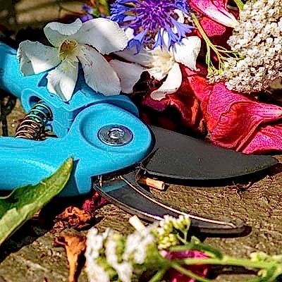 Spring cleaning, spring pruning
