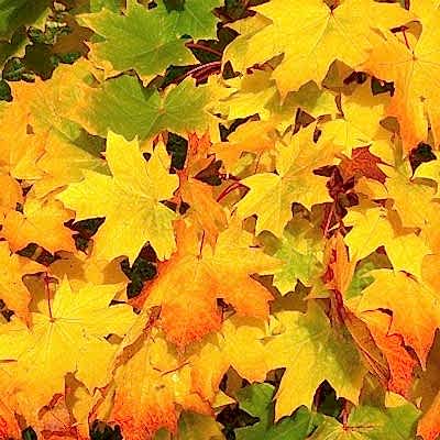 Leaf mould