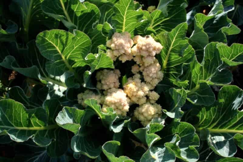 An Interview with Incredible Vegetables