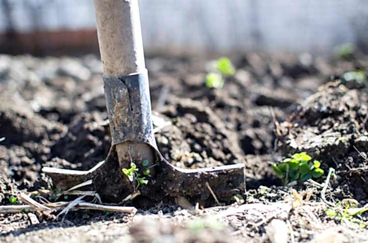 Thrive-ing in the Garden