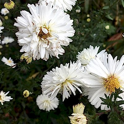 What needs to be done in the garden in October?