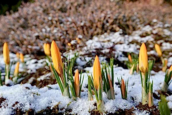 February in the garden