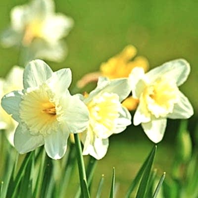 Signs of Spring in the Garden