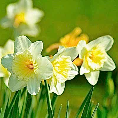 March in the garden
