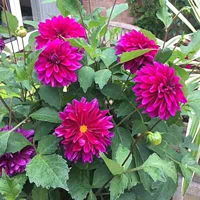 September in the Garden