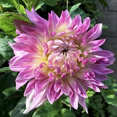The ultimate guide to seasonal gardening