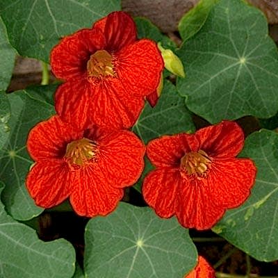 Flowers to grow with vegetables