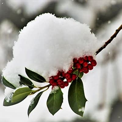 December in the garden