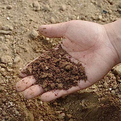Know your soil – what to grow and what to avoid