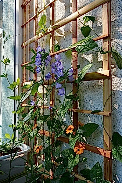 Garden trellis projects – what to grow