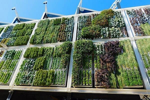 a photo showing one of our vertical garden ideas which include a vertical garden wall , vertical herb garden, vertical vegetable garden and growing your own fruits and vegetables in a fruit and vegetable garden