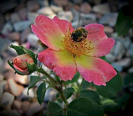 Caring for Roses - An Interview with Gardening Know How