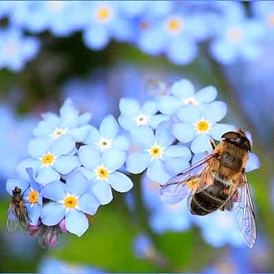 Talking Horticulture and Wildlife with Guy Barter