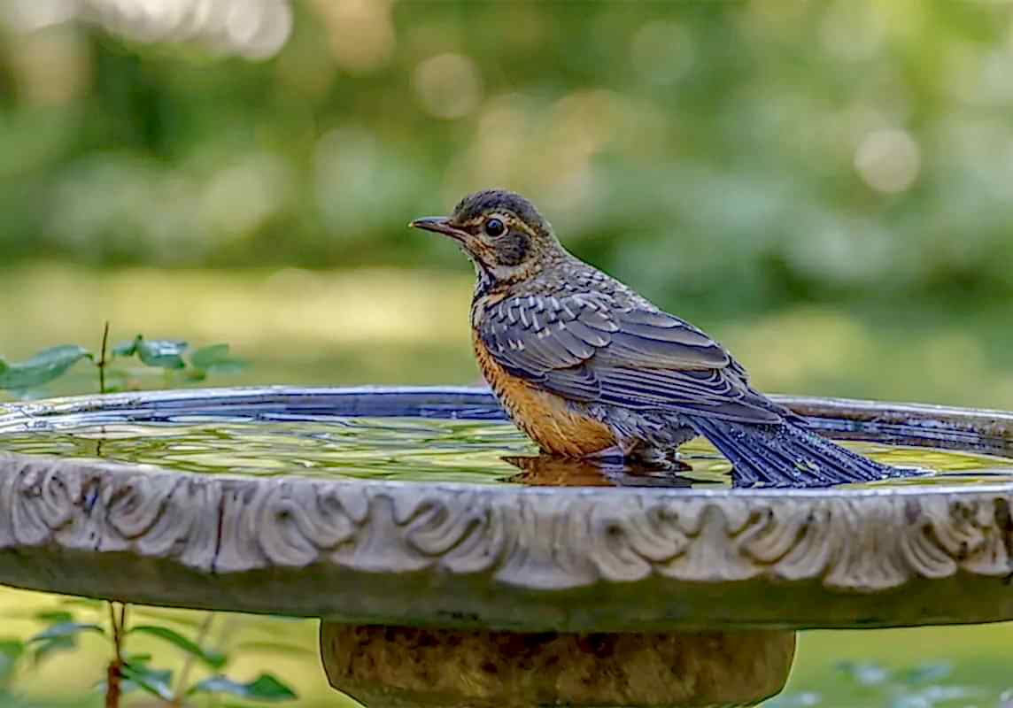 this photo shows things in a garden that are included on our garden features list including garden feature ideas and the best garden features