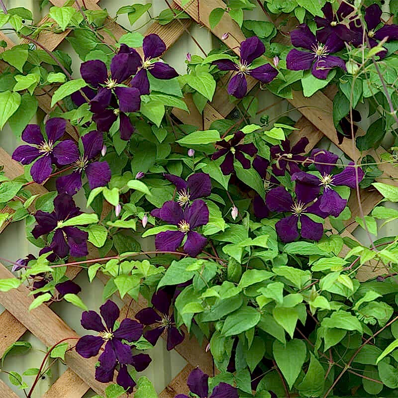 a photo of plants on a fence