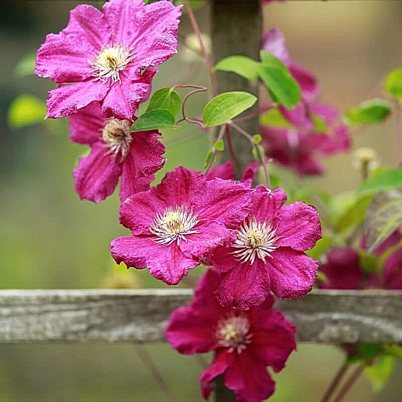 a photo of plants on a fence