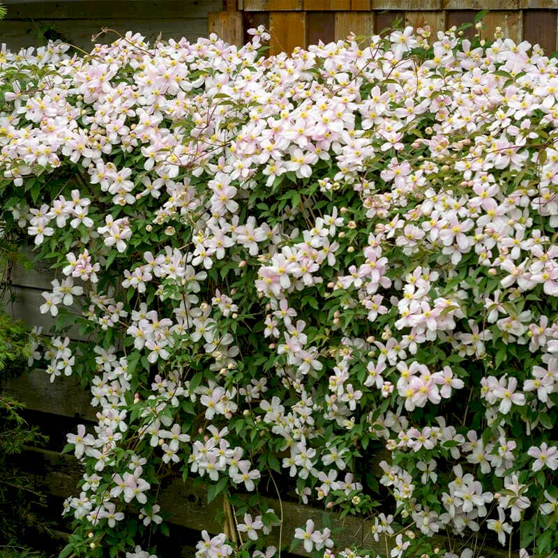 a photo of plants on a fence