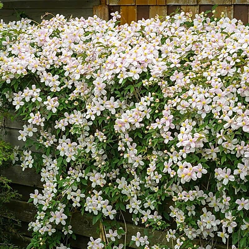 a photo showing a fencing run with some wonderful fence landscaping from our list of simple fence line landscaping ideas including the best plants for fence lines