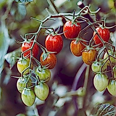 Tomatoes on the vine