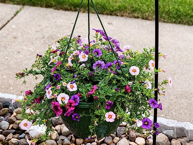 this garden makeover on a budget has been done with affordable garden plants, inexpensive garden fencing and DIY garden planters