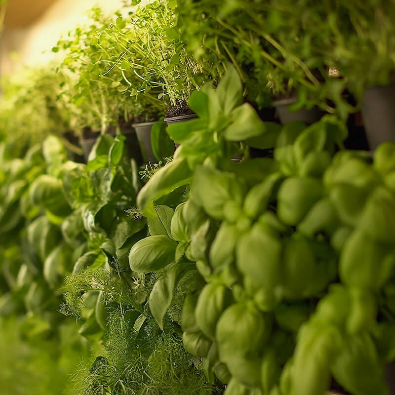 a photo showing one of our vertical garden ideas which include a vertical garden wall , vertical herb garden, vertical vegetable garden and growing your own fruits and vegetables in a fruit and vegetable garden