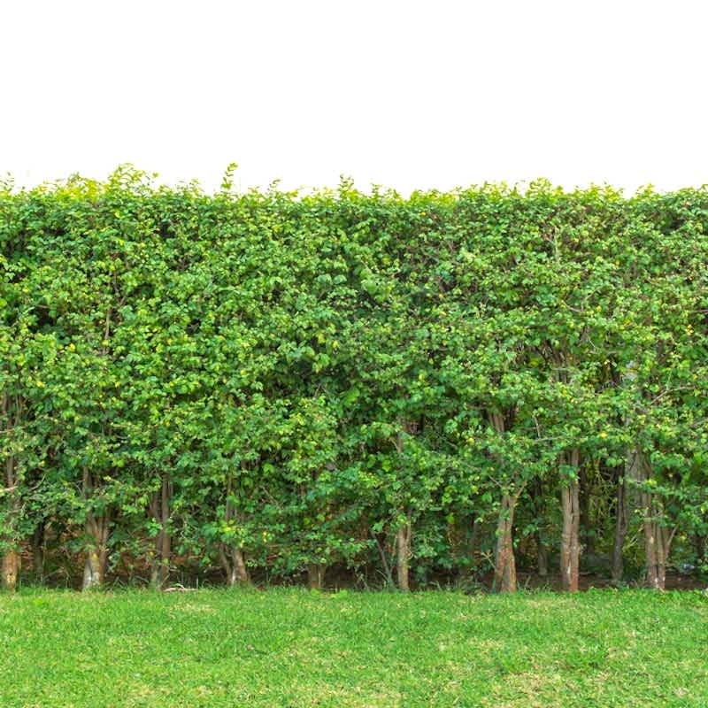 Hedging Hedging