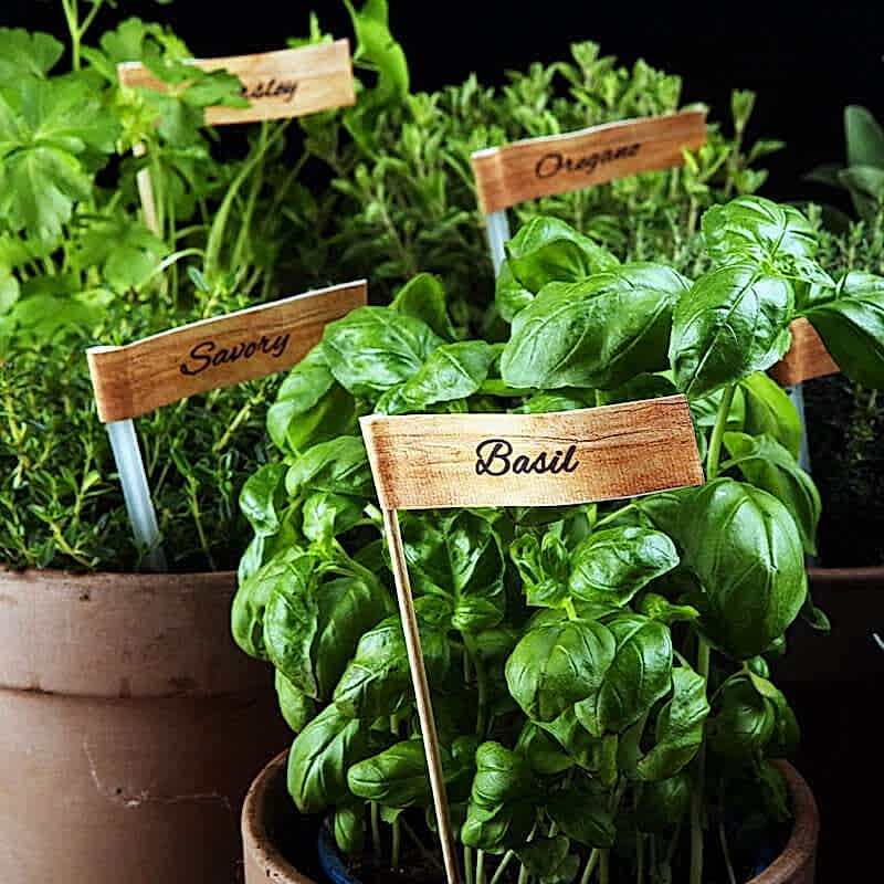 a photo showing one of our vertical garden ideas which include a vertical garden wall , vertical herb garden, vertical vegetable garden and growing your own fruits and vegetables in a fruit and vegetable garden