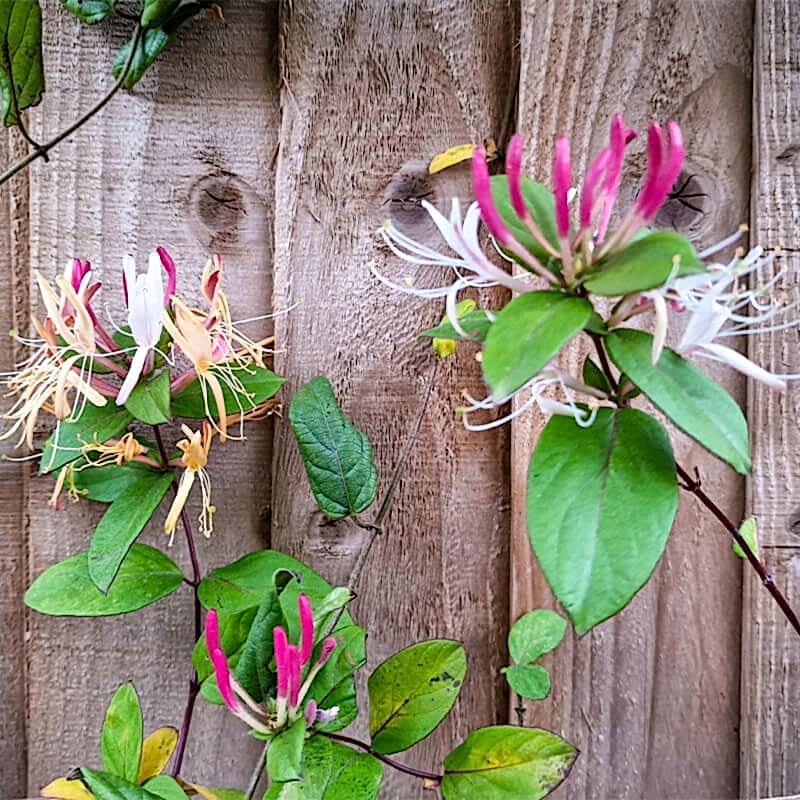 a photo of plants on a fence