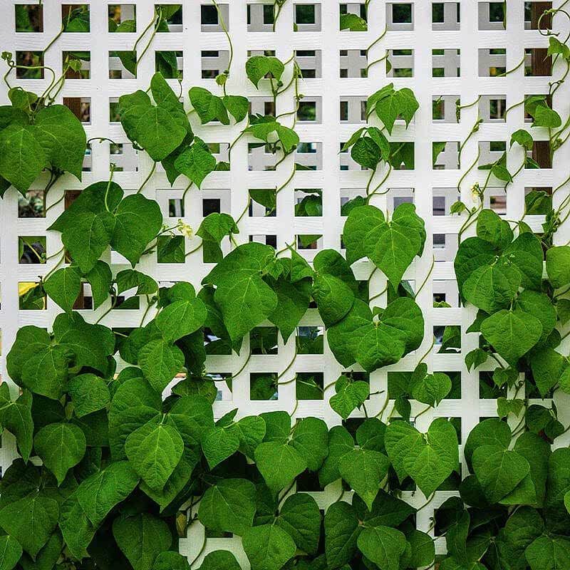 a photo of plants on a fence